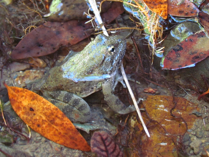 Foothill Yellow-legged Frog